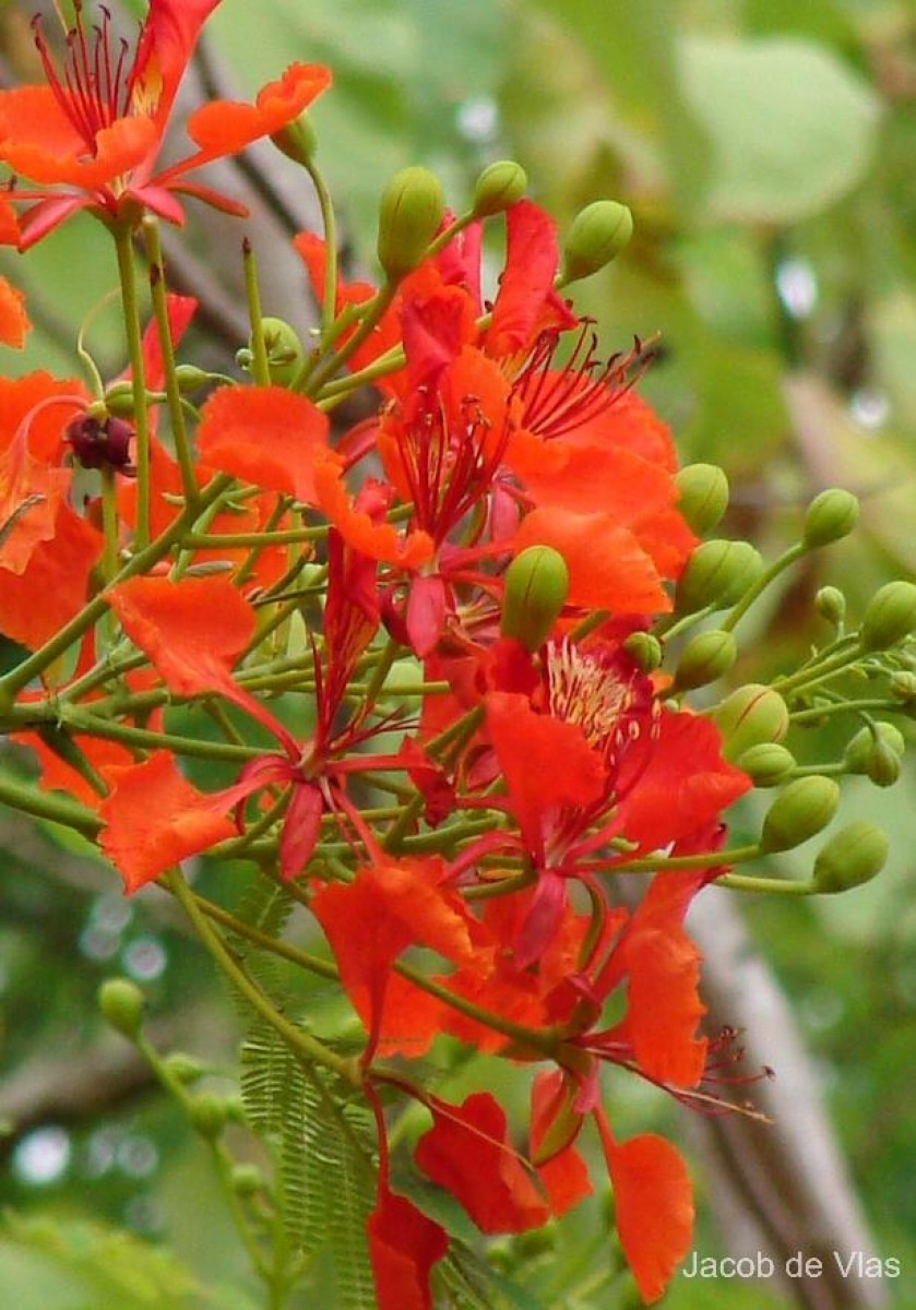 Delonix regia (Bojer ex Hook.) Raf.